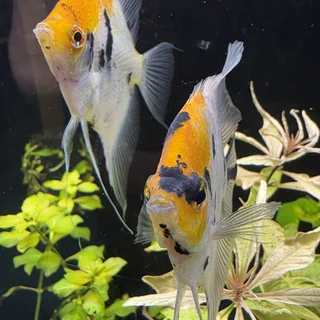 Koi angelfish in a planted freshwater tank