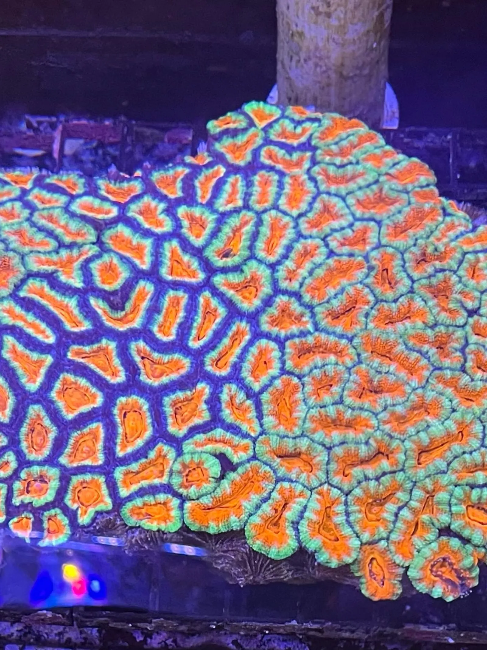 Rainbow acan coral colony