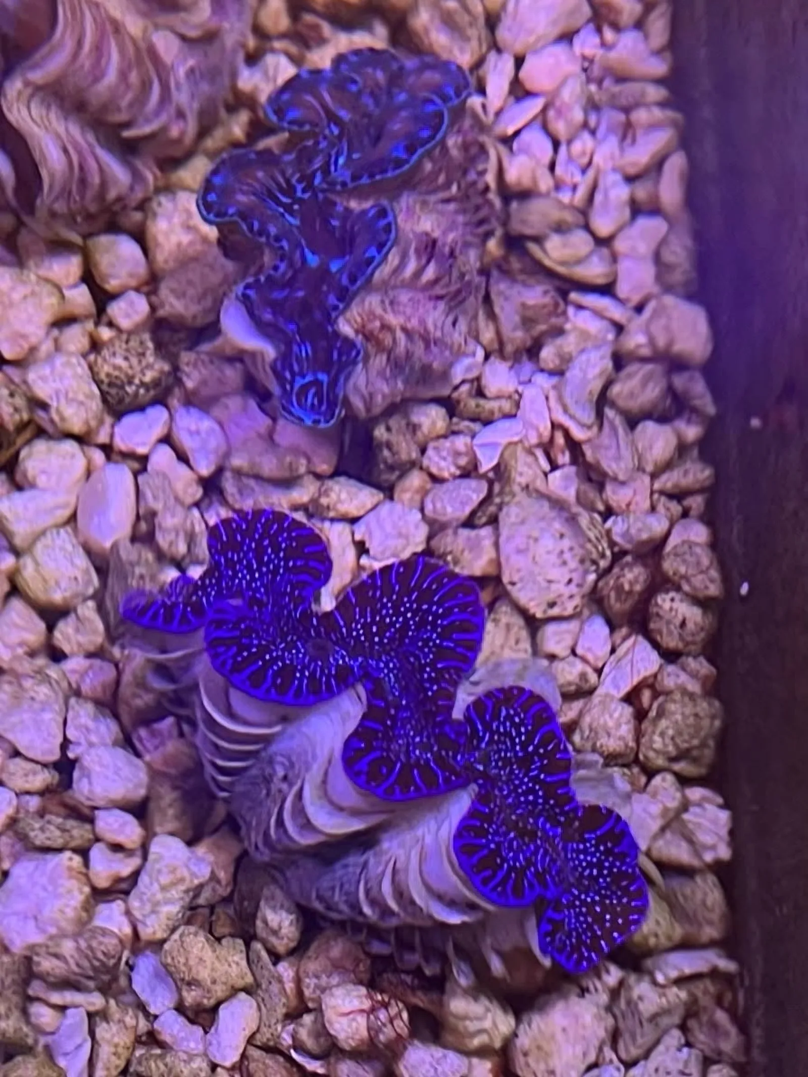 Blue-lipped maxima clams