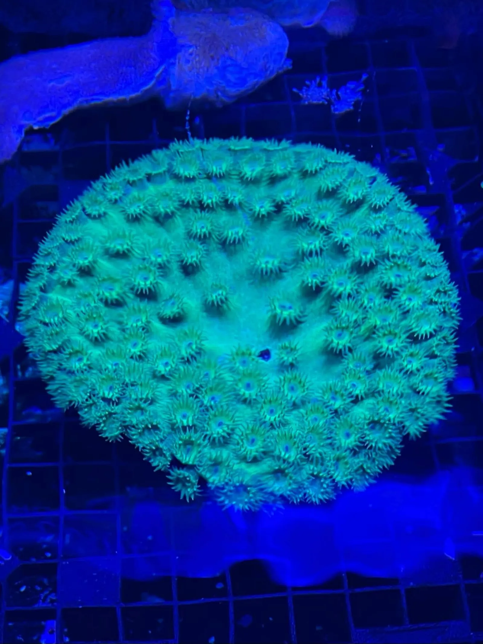 Green favia coral