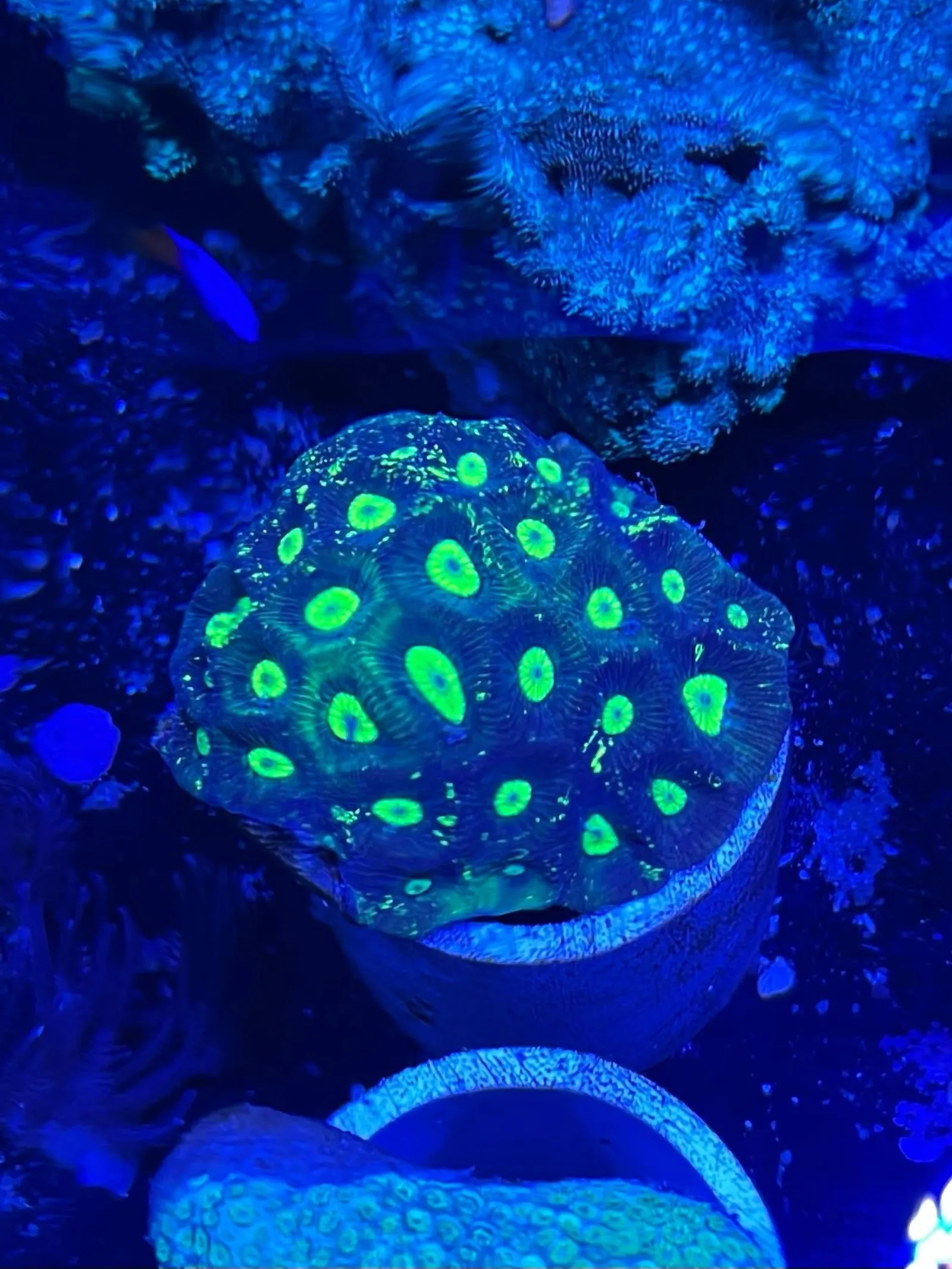 Red and green favia coral