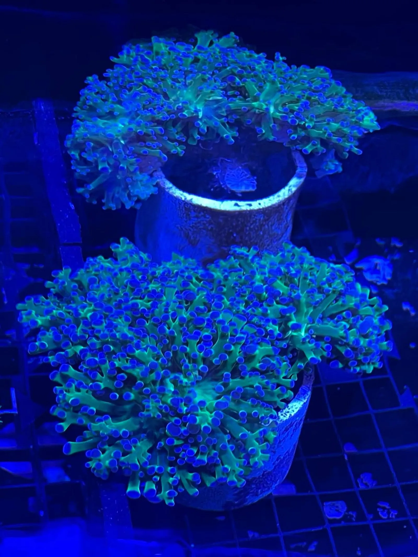 Green frogspawn coral under blue light