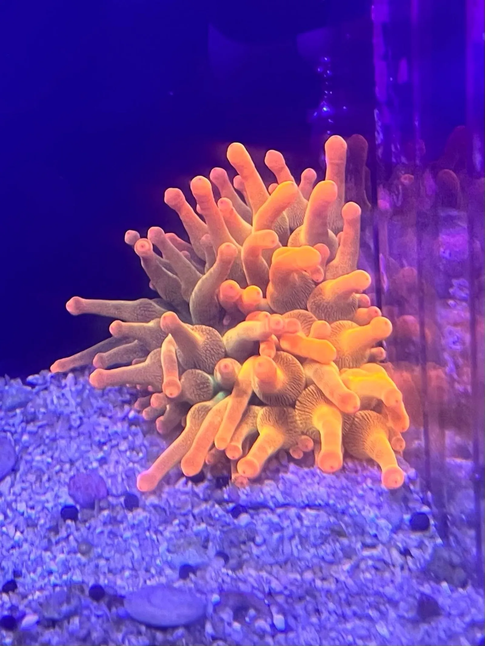 Green torch coral