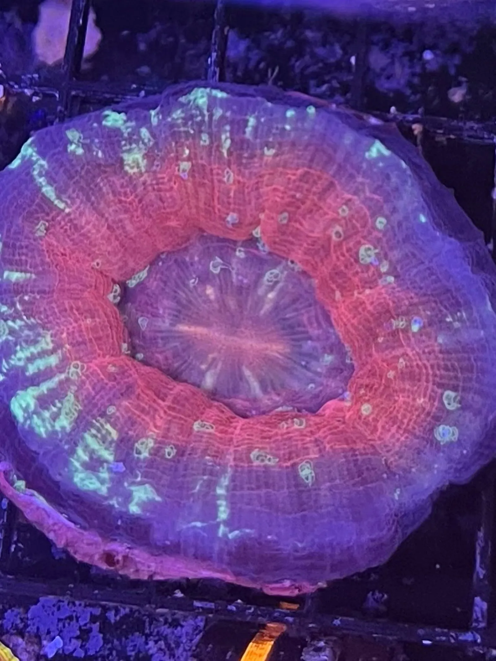 War coral