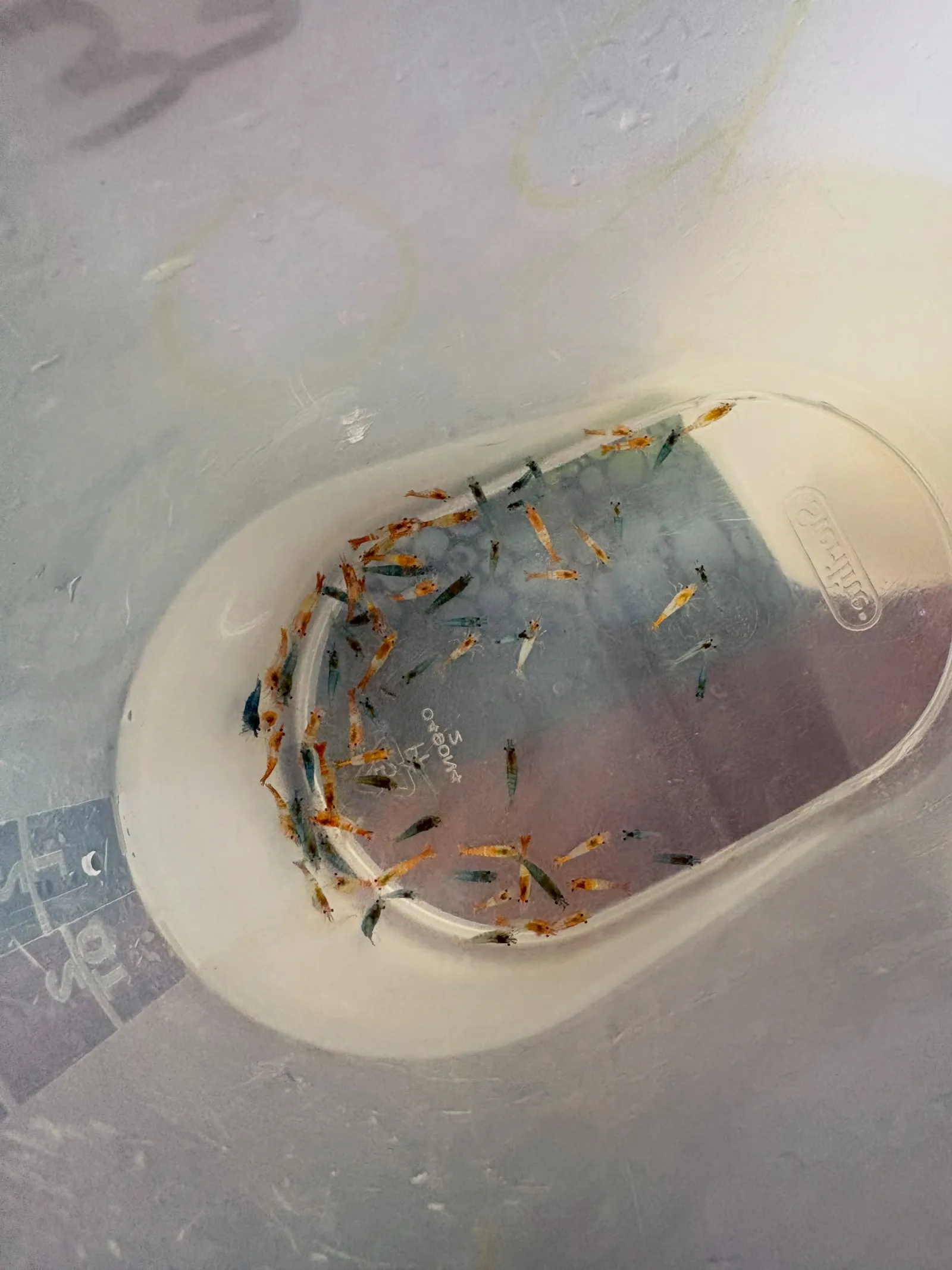 Freshwater shrimp colony