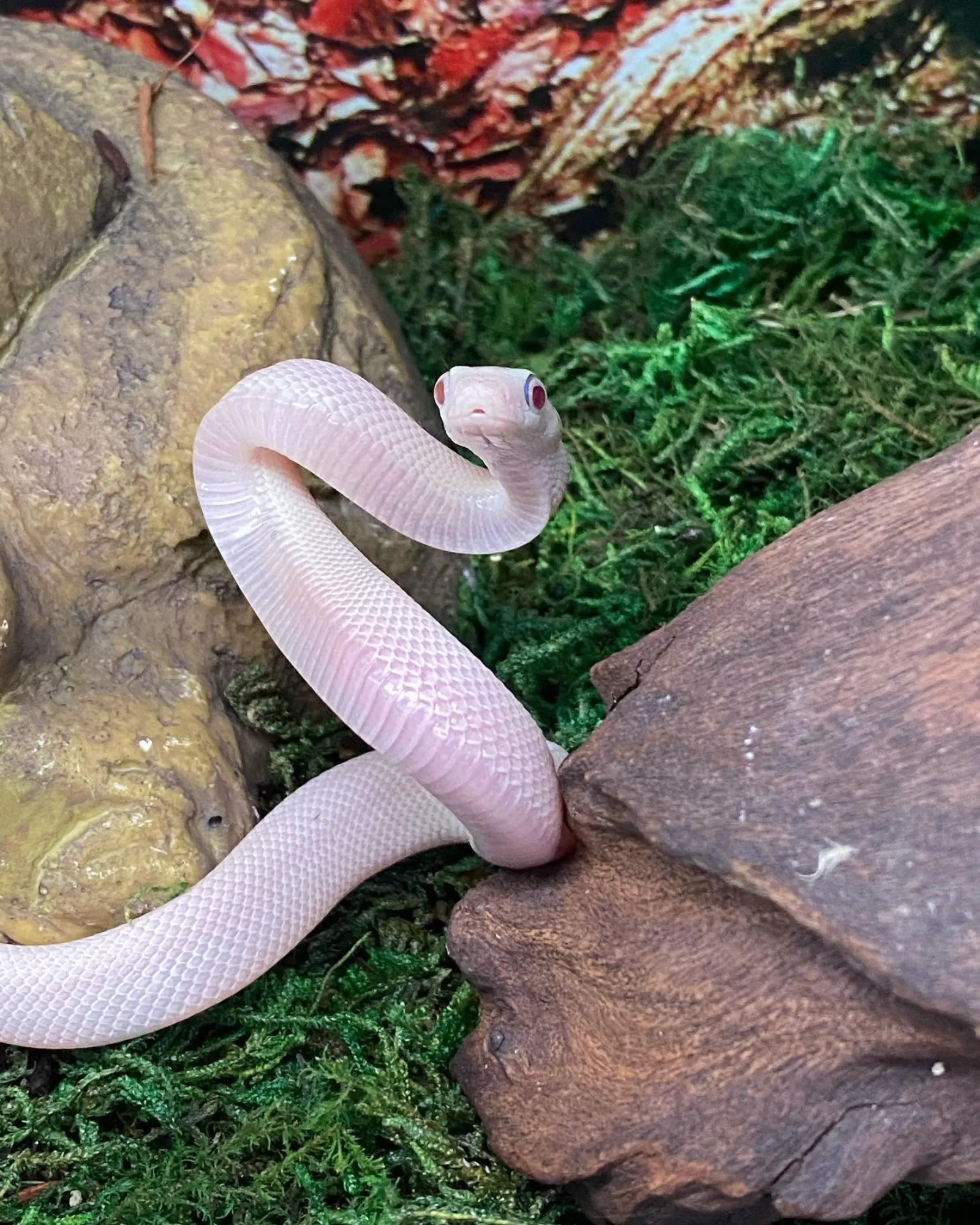 Ball python morph held in hand