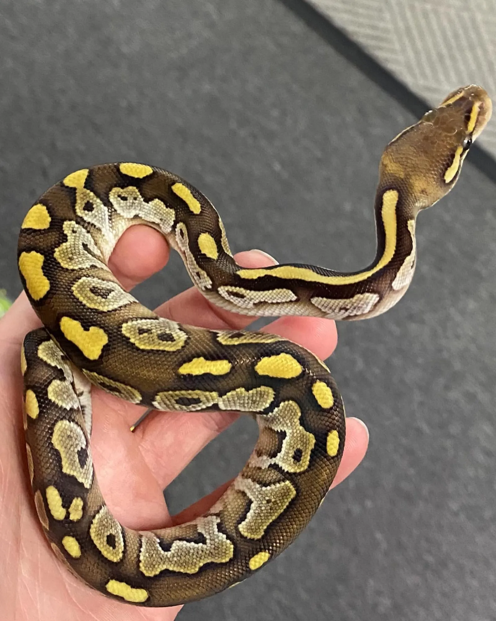 Piebald ball python on branch