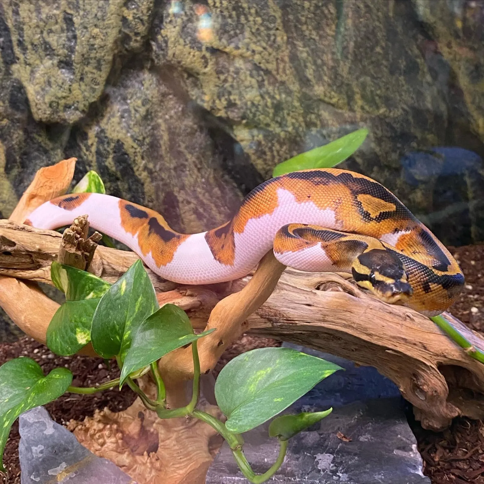 Ball python in enclosure