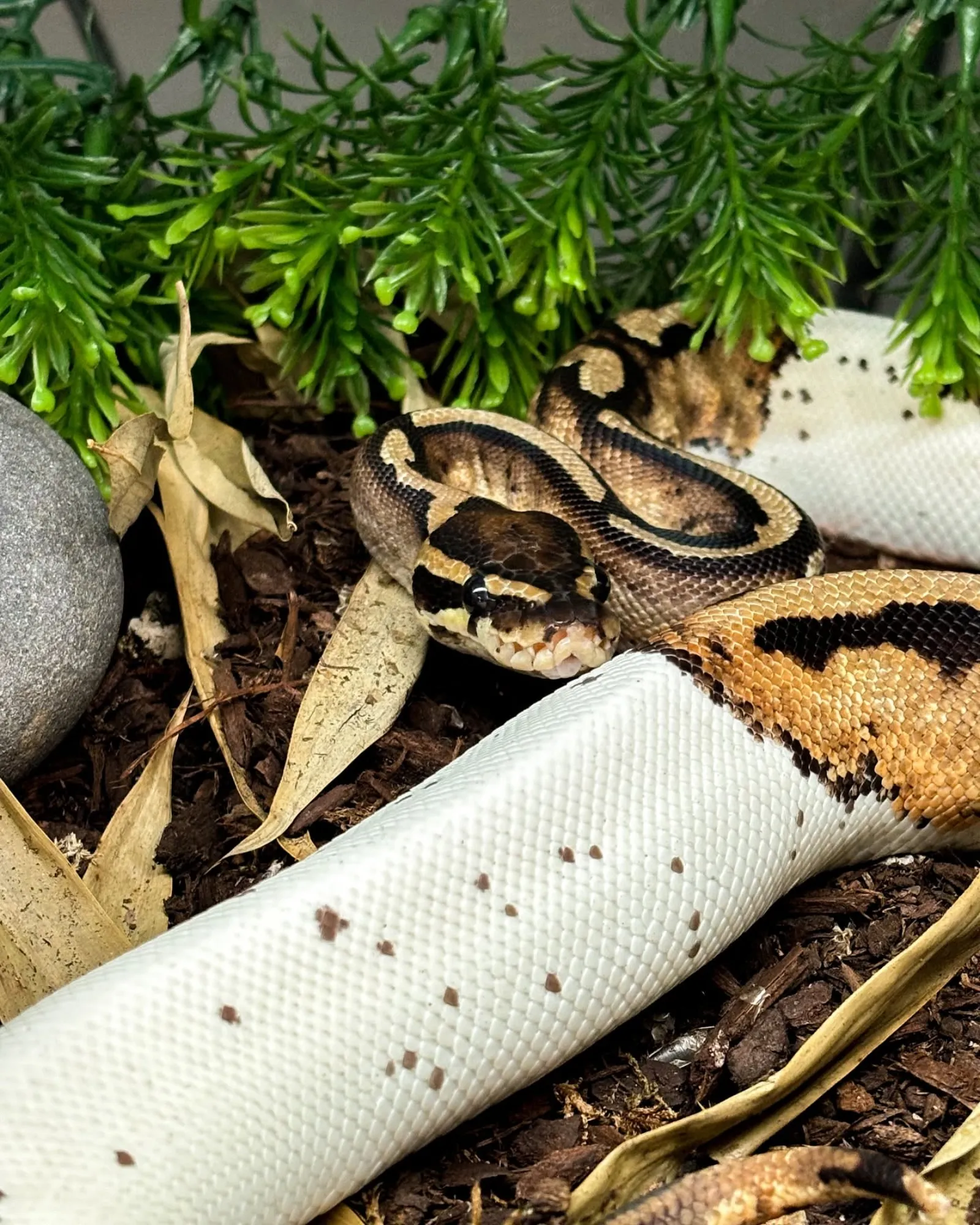Ball python morph
